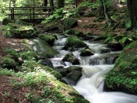 angelurlaub, nrw, horn-bad meinberg, horn, bad, meinberg, urlaub, angeln, angel, fischen, Angelschein, petri, silberbachtal, küterbrok, horn-bad meinberg, rittergut küterbrok